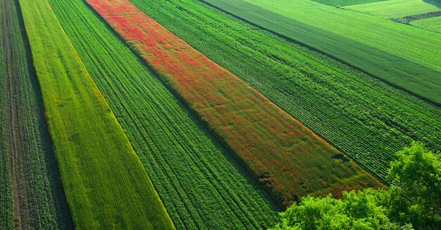 Aerial view of poppy flowers on a wheat field