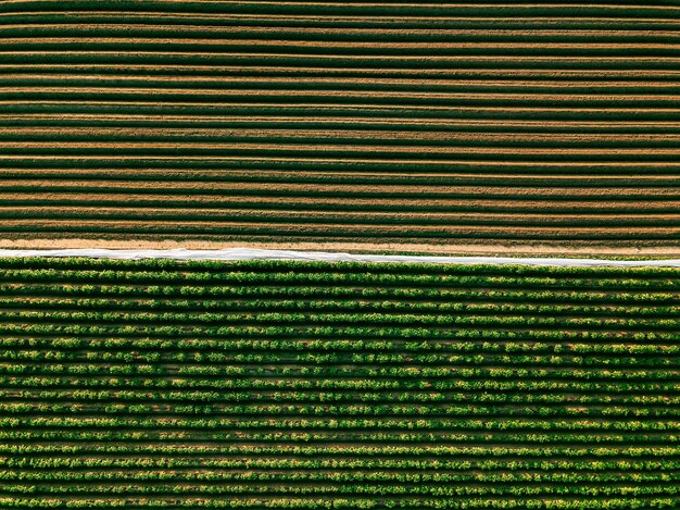 Aerial view of potato rows field in agricultural landscape in Finland