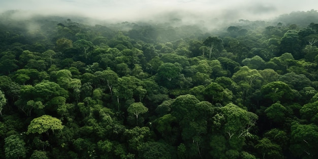 An aerial view of rainforest Outdoor travel concept AI generated