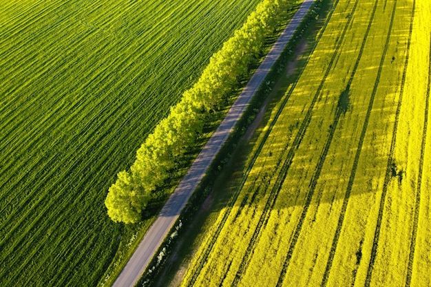 Aerial view of rapeseed field with yellow flowers and road