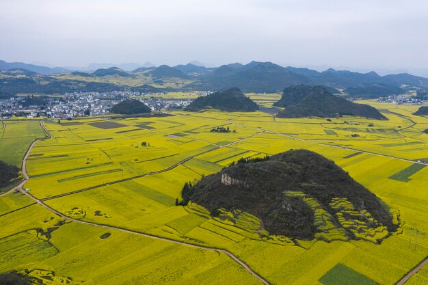 Aerial view of rapeseed flowers in luoping yunnan - china