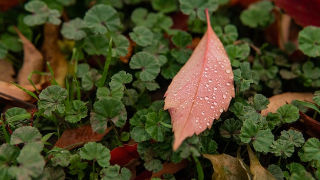 Aerial view of a red leaf with dew on it over a green plant\
background