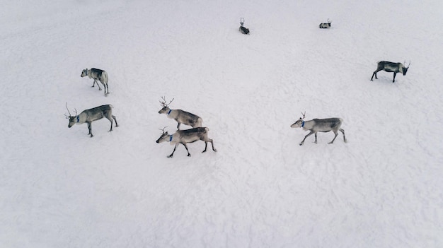 雪の降る冬のラップランドフィンランドのトナカイの群れの航空写真