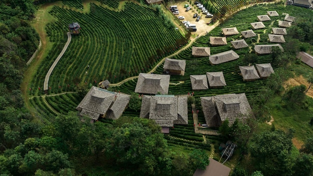 Aerial view resort in green tea plantation on the hill at Ban Rak Thai village chinese style