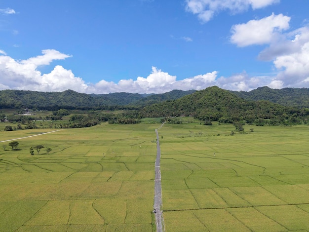 Aerial view of rice field with road in Pronosutan View Kulon Progo Yogyakarta