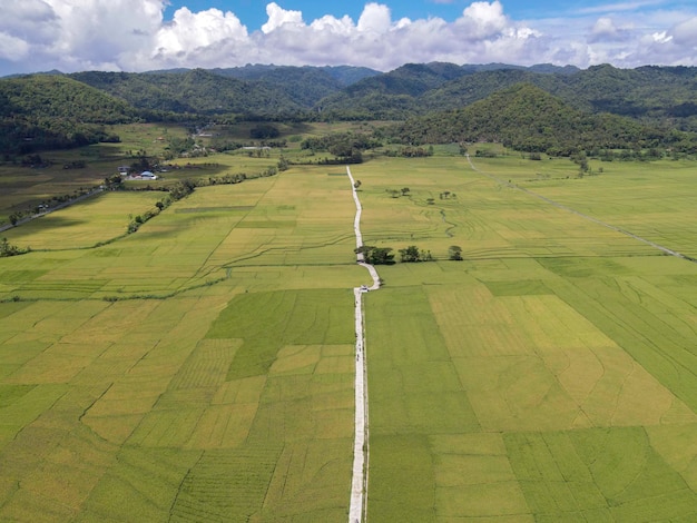 Aerial view of rice field with road in Pronosutan View Kulon Progo Yogyakarta