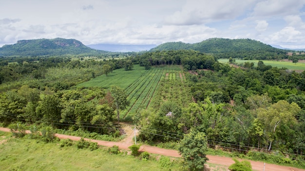  Aerial view of rice field 