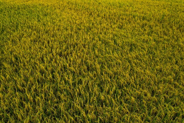 aerial view of rice fields