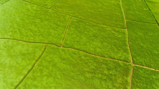 Aerial view of a rice fields 