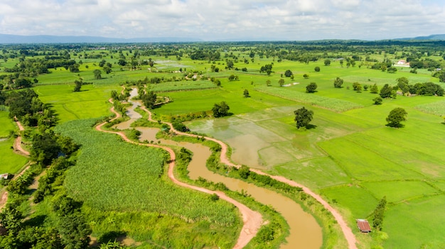 Aerial view of a rice fields