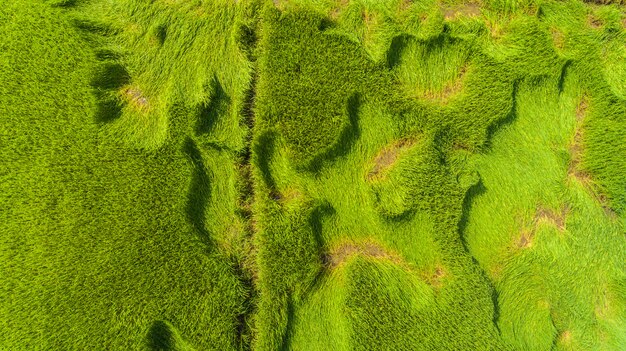 Aerial view of a rice fields