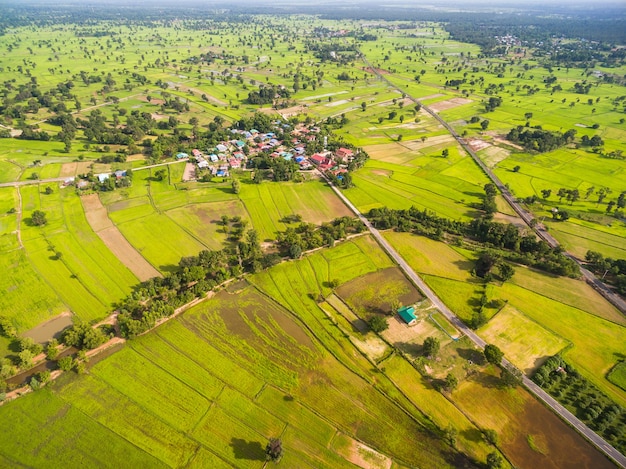 Aerial view of rice fields