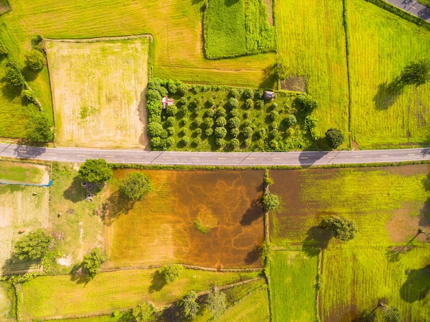 Aerial view of rice fields