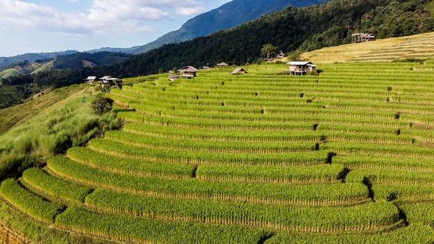 Aerial view of rice terrace at ban pa bong piang in chiang mai thailand