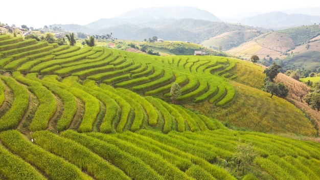 Aerial view of Rice terrace at Ban pa bong piang in Chiang mai Thailand