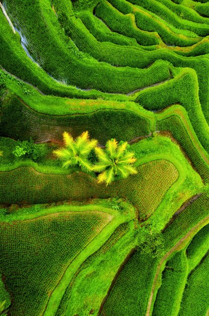 Aerial view of rice terraces Agricultural landscape from the air Rice terraces in the summer Bali Indonesia Travel image