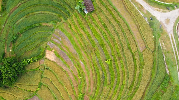 Aerial view of rice terraces forming a pattern