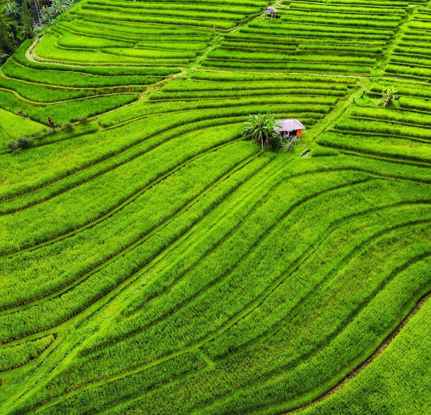 Veduta aerea di terrazze di riso paesaggio da drone paesaggio agricolo dall'aria terrazze di riso in estate patrimonio mondiale dell'unesco jatiluwih rise terrace bali indonesia travel image