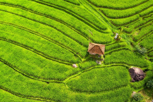 Aerial view of rice terraces Landscape from drone Agricultural landscape from the air Rice terraces in the summer UNESCO World Heritage Jatiluwih rise terrace Bali Indonesia Travel image