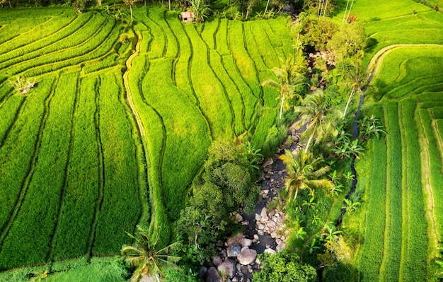 Aerial view of rice terraces Landscape with drone Agricultural landscape from the air Rice terraces in the summer Travel and vacation image