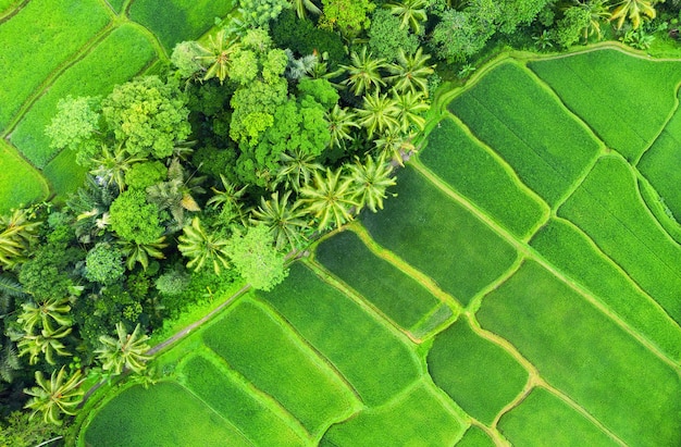 棚田の空撮ドローンのある風景空中からの農業景観夏の棚田ユネスコ世界遺産ジャティルウィ上昇テラスバリインドネシア旅行画像