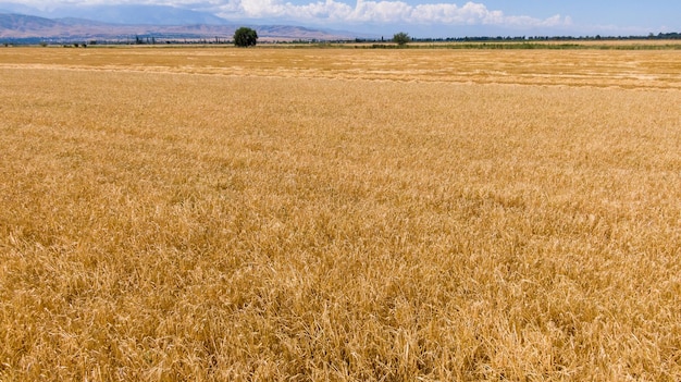 Aerial view of ripe barley fields