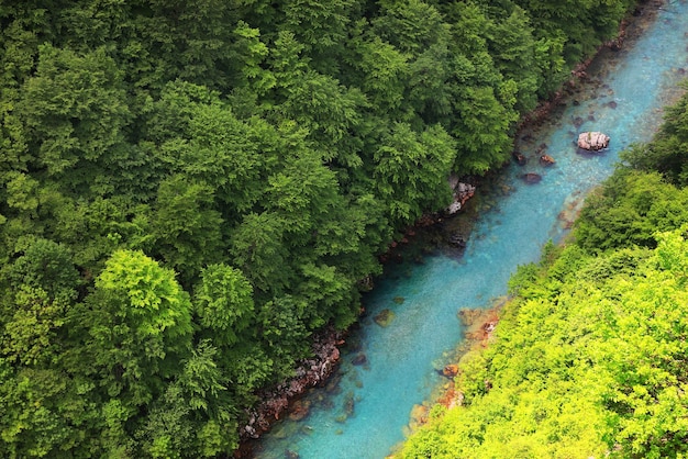 aerial view of river in forest