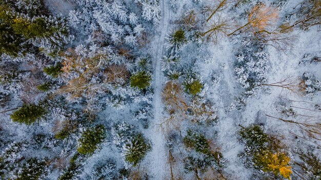 晴れた冬の朝と明るい日の出の間の雪に覆われた森の平野の川の空撮