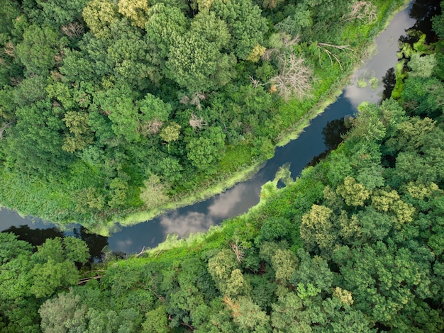 Aerial view over the river which is on the green forest. drone photo