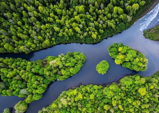 Aerial view of a river with trees and a forest