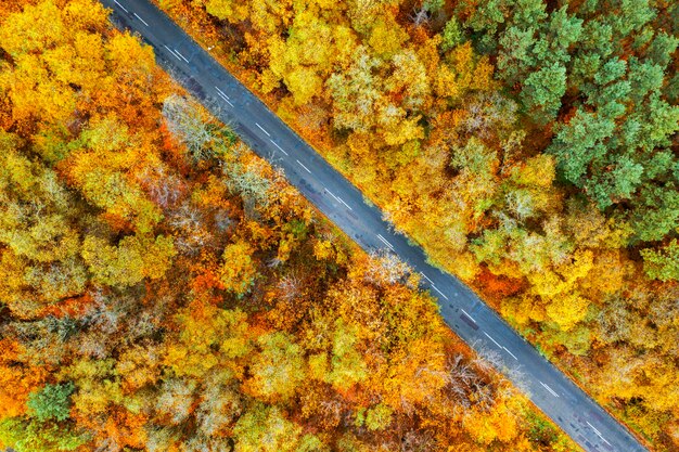 Aerial view of the road in the autumn forest