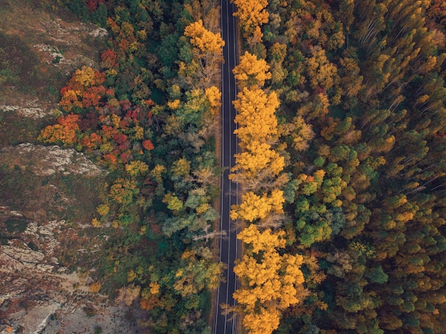 Aerial view of road in beautiful autumn Altai forest