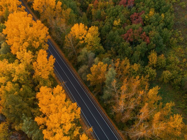 美しい秋のアルタイの森の道路の空撮。