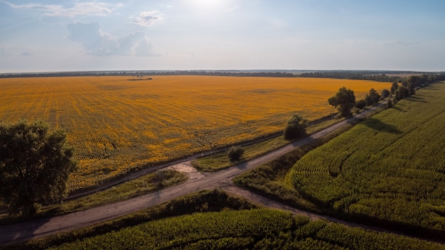 Aerial view of road between corn and sunflower fields in the countryside