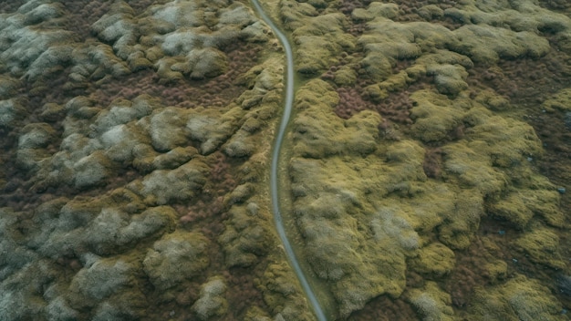 Aerial view of a road in the forest