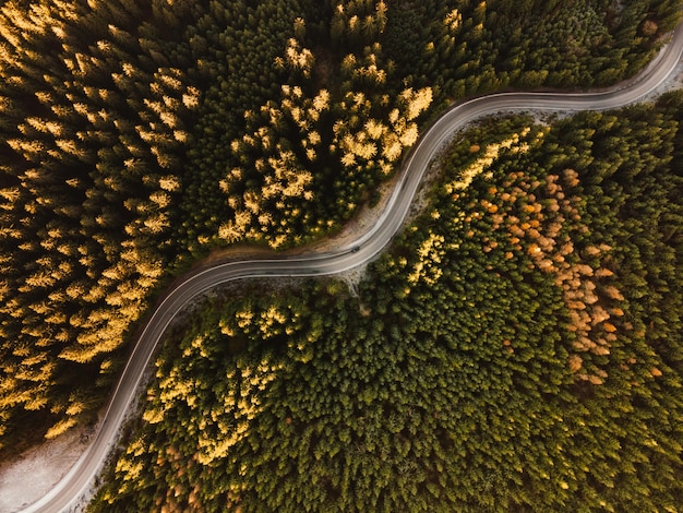 숲 한가운데에 있는 도로의 항공 보기
