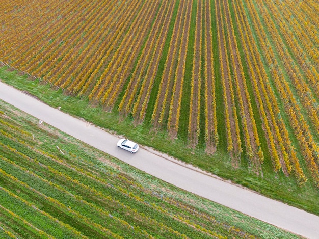 秋のブドウ畑を通る道路の空撮車が通り過ぎ、ブドウの木は秋のアルザス・フランス・ヨーロッパの色で黄色オレンジ色