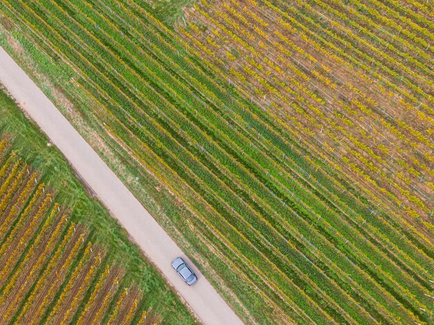 Foto vista aerea di una strada che passa attraverso i vigneti in autunno una macchina passa e le viti sono gialloarancione nei colori dell'autunno alsazia francia europa