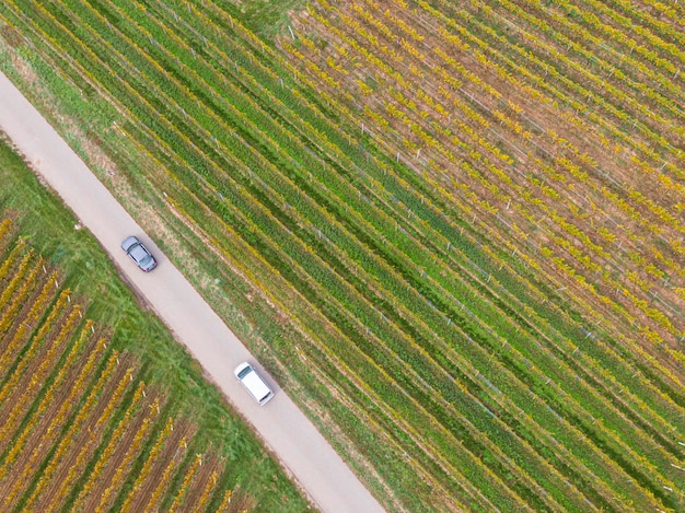 Aerial view of a road passing through the vineyards in autumn A car passes and the vines are yelloworange in the Colors of autumn Alsace France Europe