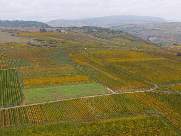 Vista aerea di una strada che passa attraverso i vigneti in autunno le viti sono gialloarancione nei colori dell'autunno alsazia francia europa