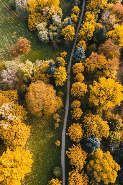 Foto una veduta aerea di una strada circondata da alberi