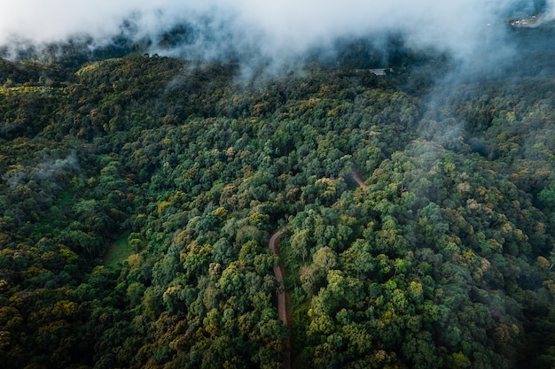 Aerial view road through green forest