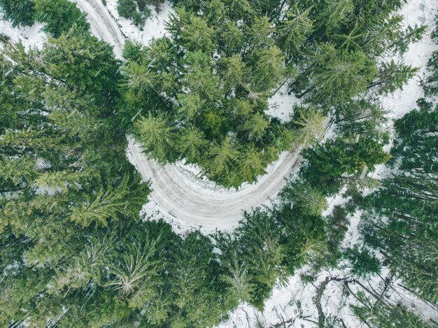 aerial view of road trail in fir forest