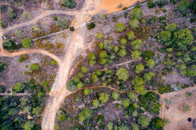 Aerial view of roads and forest