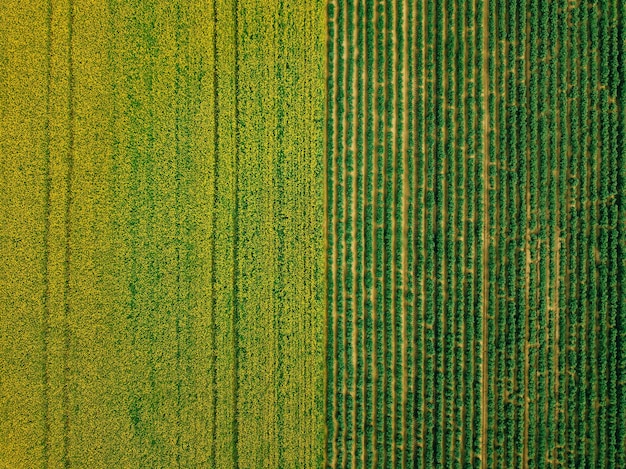 줄지어 있는 감자와 유채 밭의 조감도 핀란드의 노란색 및 녹색 농경지 드론 사진