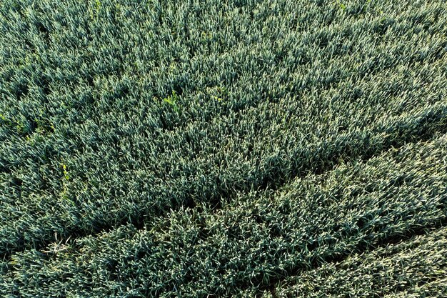 Aerial view of rye field on sunny day