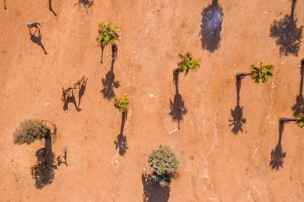 Vista aerea del parco safari con la giraffa che si nutre tra le palme.