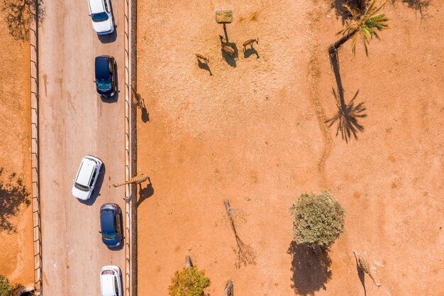 Vista aerea del parco safari con la giraffa che si alimenta dalle auto. vista aerea del safari.