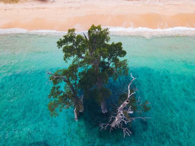 青緑色の水の木と砂浜の空撮