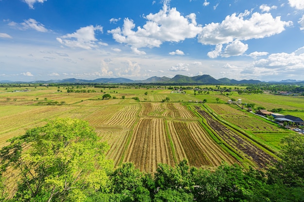 Пейзаж вид с воздуха желтого рисового поля Рисовые поля в зеленый сезон
